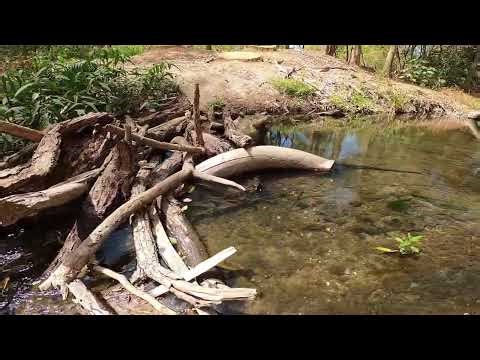 4K Relaxing Nature Walk Soothing Sounds To Fall Asleep Continued