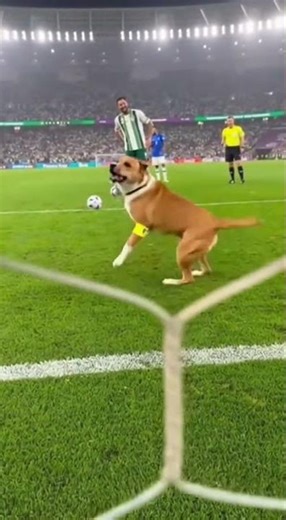 A chaotic comedy moment during a football match as a playful dog #soccer #football #shorts
