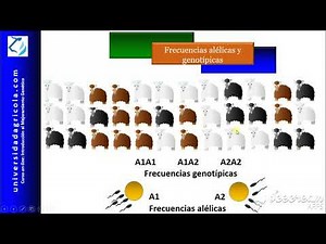MGP_Video 3 Frecuencias alélicas y genotípicas