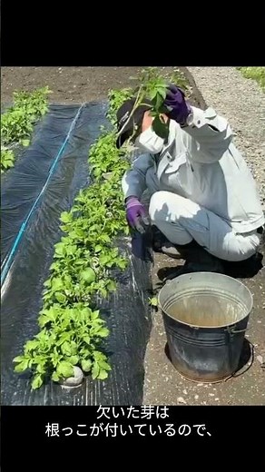 じゃがいも栽培 ５ 芽欠き編