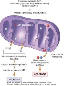 Life Extension Potential – Lifeboat News: The Blog