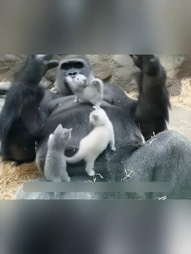 Gorilla Becomes a Father to Kittens 🦍❤️🐱