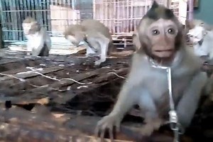 Chained up baby monkeys 'sold illegally in Bali market'