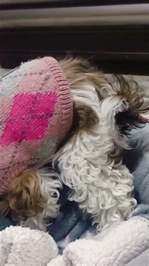 dog doing sus things#trending #viral #fyp #memes #short #youtubeshorts #subscribe