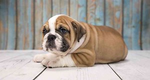 Victorian Bulldogs Are an Adorable Crossbreed