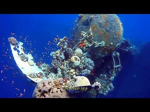 20 Incredible Facts About Marine life and ocean ecosystems