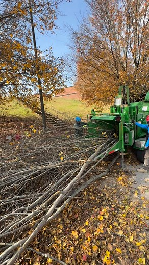 The start of a 100 Bradford pear removal job. I believe we can get all of them in one truck load… | West Tree Service