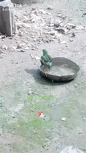 Videos de sapito oficial (@19sapito) con “sonido original - sapito oficial”