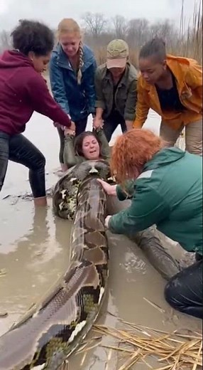 😱 Python Attacks Woman — Real Footage Caught on Camera #shorts