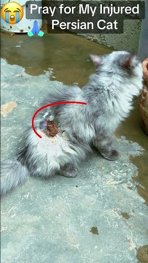 home remedies for wounds in cats | cat wound natural remedy