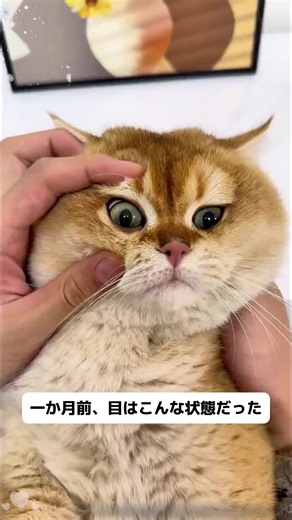 涙やけは「汚れ」じゃなく「酸化」です！酵素で色素を根元から分解するのが科学的解決策。#獣医師監修 #猫の目のケア #猫の健康#猫の目のケア#猫の涙やけ