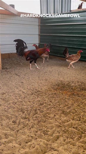 One of the Lacey roundhead brood pens for this year, I don’t raise a ton of them but they are really good chickens especially crossed to my greys 👍 | Hardknocks Gamefowl