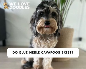 Do Blue Merle Cavapoos Exist? - We Love Doodles