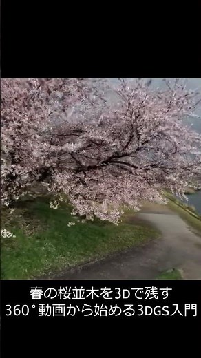 春の桜並木を3Dで残す。360°動画から始める3DGS入門 #3dgs #3d #insta360 #gaussiansplatting #LichtFeldStudio