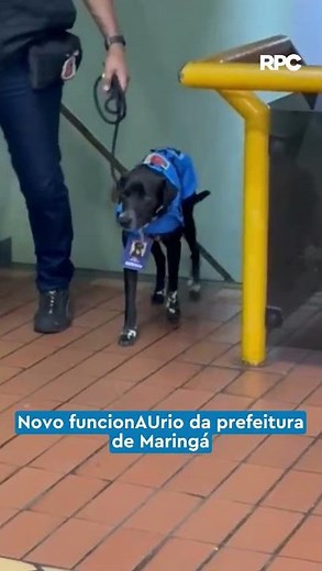 Quem é essa nova AUtoridade? 🐕