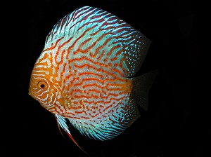 Terčovec, kráľ akvária