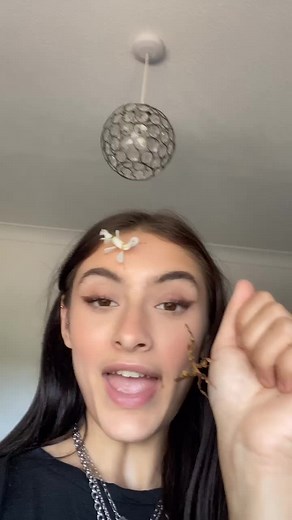 Majestic Orchid Mantis and Ghost Mantis Encounter