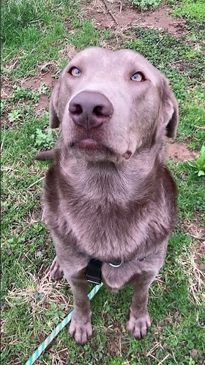 Meet Ranger a Weimaraner currently available for adoption! 4/5/2025 12:26:39 PM