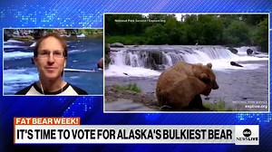 3.8K views · 44 reactions | Fat Bear Week is in full swing at Alaska's Katmai National Park. The annual contest asks people to pick their favorite chubby contender ahead of the hibernation season. Former Park Ranger Mike Fitz tells us more. "For bears, fat is so important to their year-round survival." | ABC News Live | Facebook