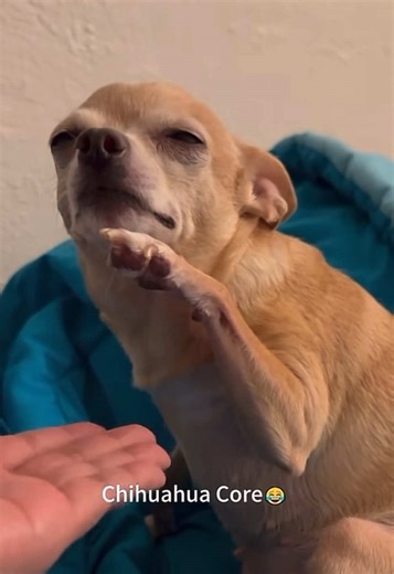 Chihuahua Owners Know Their Bark is Mighty