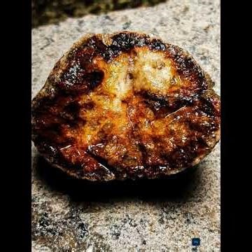 MANIDENS, THE DINOSAUR PARROT