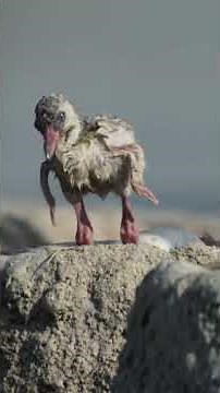 See our planet in action in Force of Nature, Sunday at 7pm on ITV1.