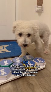 How can you say no to that face?! 🥹 #bichonfrise #talkingdog #cutedog #funnydogs | The Talking Dog