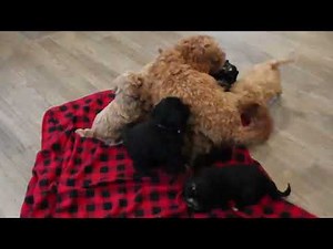 Cockapoo Puppies For Sale