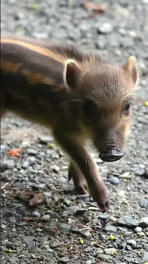 ウリ坊が走り寄ってきて 去っていきました #ウリ坊#うり坊#ウリボー