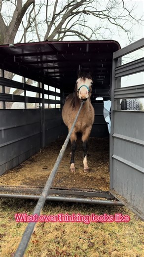 Overcoming Trailer Jumping Anxiety in Horses