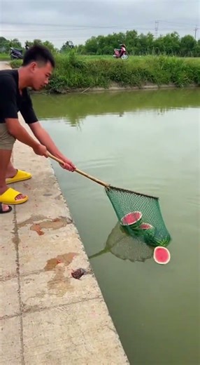 They Barely Touched the Water… The Fish Rushed In #fishing #pondfishing #realvideo #rawfootage #