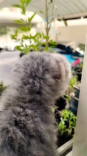 mutheiii #cat #comedydub #comedydub #lifeisbutadream #lifeisbutadream #animallovers #animallovers