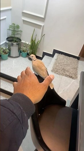 How to catch dove #dove