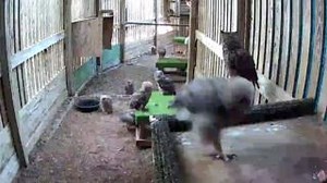 It's easy to see why we get so many calls about healthy juvenile owls on the ground. Exploring their surroundings is a natural part of young owls' development. The ground is home to many objects that may catch a young owl's eye and warrant investigation. This includes the injured and orphaned juveniles under our care, who spend a large portion of their time investigating the ground in their space. Particular points of interest seem to be the water bowl and underneath the platforms. You'll notice