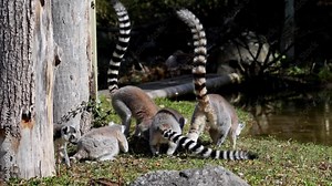 The ring-tailed lemur, Lemur catta is a large strepsirrhine primate and the most recognized lemur due to its long, black and white ringed tail.Like all lemurs it is endemic to the island of Madagascar