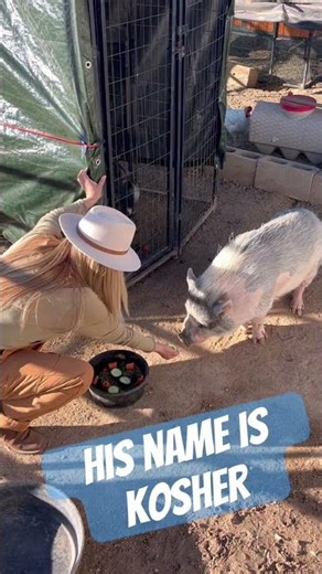 Feeding Kosher the Pig 🐷 | Life at the Ranch