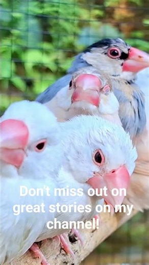 Java sparrows cute bird