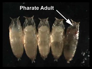 Live Imaging of Developing and Adult Drosophila Brains and Retinae: A Guide to Preparation