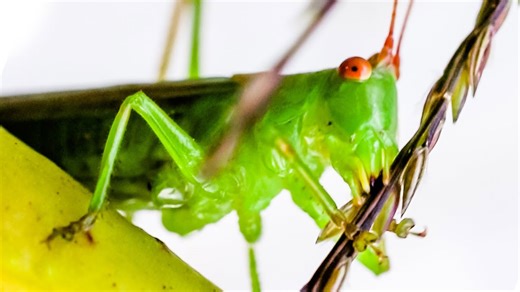 Grasshopper eating grass seeds macro