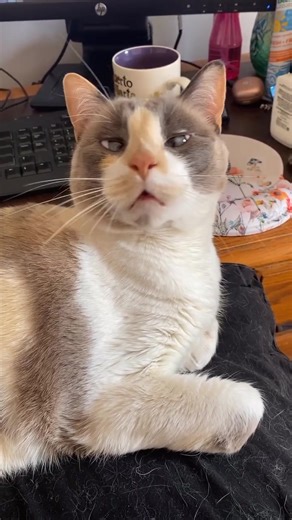 The best office assistant in town! 🌖🌛 | Fritzcat