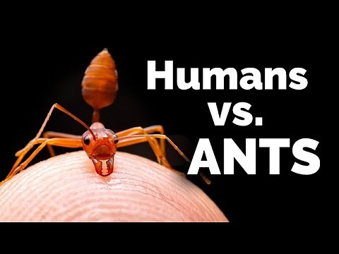 CARTA: Exploring Social Complexity: Humans vs. Ants