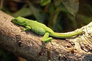 Anolis – warum sich dieses Tier perfekt für Dich eignet!