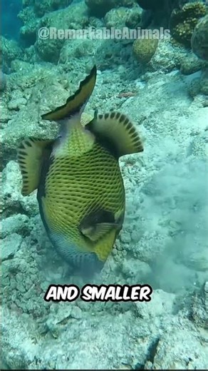 The Fish That Rules the Reef #triggerfish #shorts