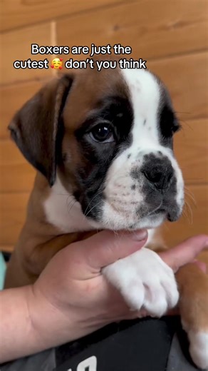 Boxers are just the cutest 🥰 don’t you think #BoxerPups #PuppiesAvailable #PuppyMarket #DogSales #petcommunity.