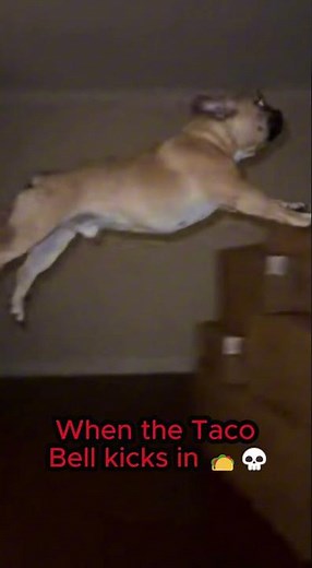 Dog Farts and Launches Like a Rocket! 🚀💨