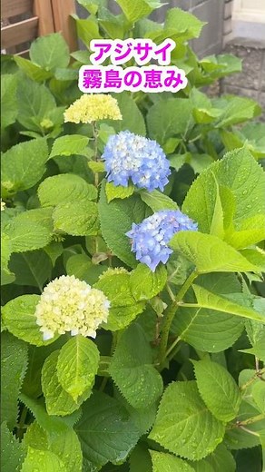 アジサイ霧島の恵み（3年？4年？地植え） #shorts #園芸 #ガーデニング #アジサイ #紫陽花 #季節の花 #植物 #癒し #花 #植物のある暮らし