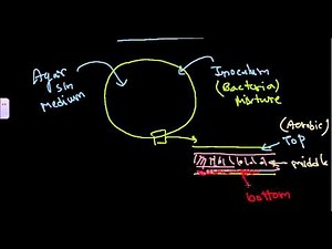 Pour plate method of bacterial culture
