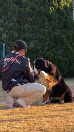 アドベンチャーワールド 公式 on Instagram: ". ミニドッグライブ「Wan derful」🐶🐾 イヌとトレーナーのかわいらしいダンスやパフォーマンスが人気のアトラクション♪ 通常、土・日・祝日のみの開催ですが、 明日12/26〜2026/1/4までは毎日開催！！ ※天候により中止する場合がございます。 #イヌ #アドベンチャーワールド ー・ー・ー・ー・ー・ー・ー・ー・ー Adventure World is a theme park located in Shirahama Town, Wakayama Prefecture. There are about 120 species,1,600 animals here, including bottlenose dolphins, emperor penguins, african elephants, and cheetahs. It is located near Wakayama's World Heritage "Kumano Kodo", Osaka and Kyoto. Please feel th