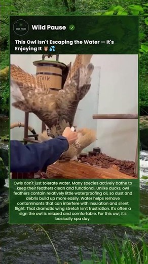 This Owl Is Actually Enjoying the Water 🦉 #shorts