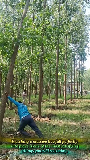 Amazing Video Of Logging Workers Falling Trees With Precision